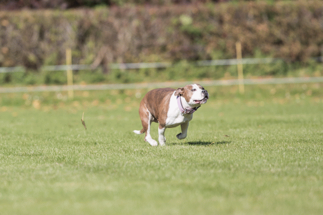 Bo4I8029 29932580503 O