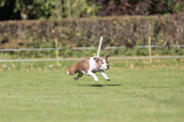 Bo4I8027 29932581003 O