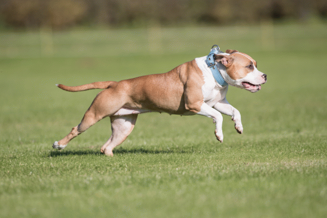 Bo4I8020 29932582803 O