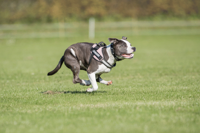 Bo4I7948 29932595403 O