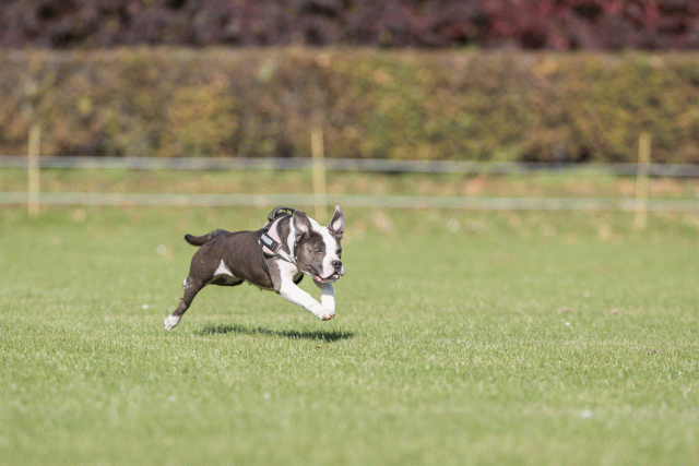 Bo4I7943 29932597233 O