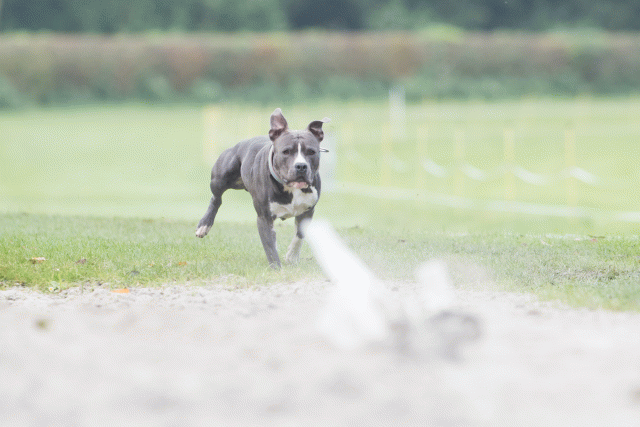 Bo4I7911 29932609303 O