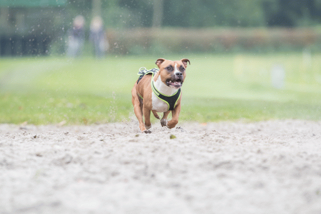 Bo4I7900 29932612473 O