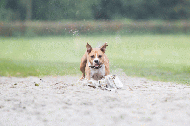 Bo4I7883 29932615793 O