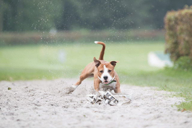 Bo4I7861 29932621753 O