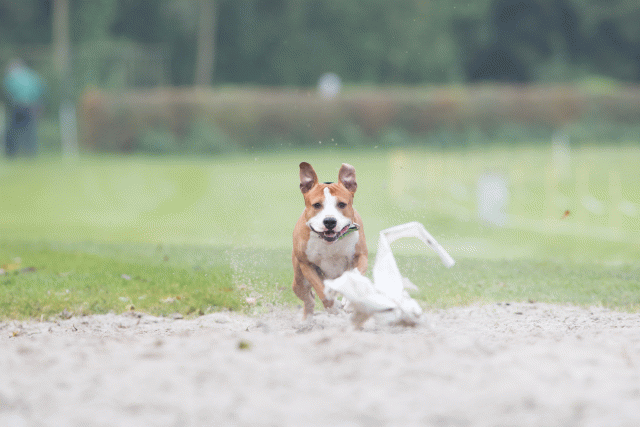 Bo4I7856 29932622263 O