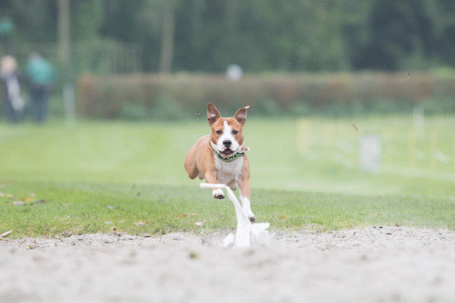 Bo4I7855 29932622333 O