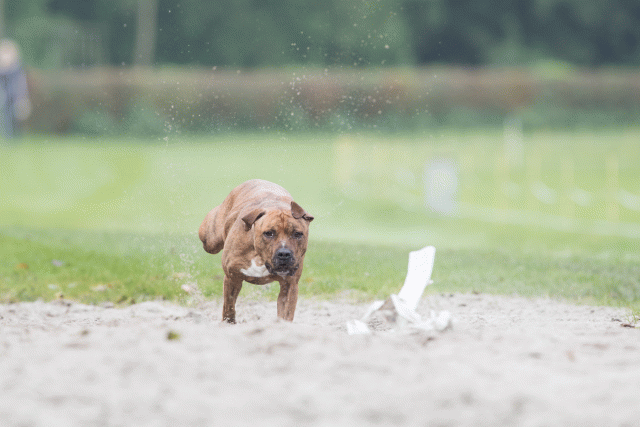 Bo4I7837 29932623983 O