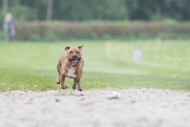 Bo4I7836 29932624503 O