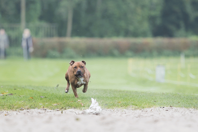 Bo4I7834 29932625063 O