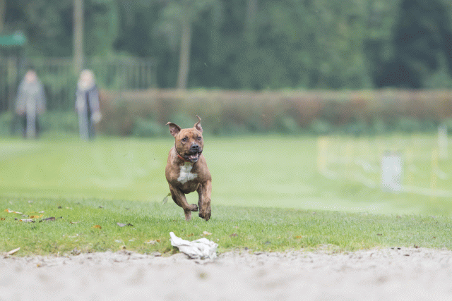 Bo4I7833 29932625313 O