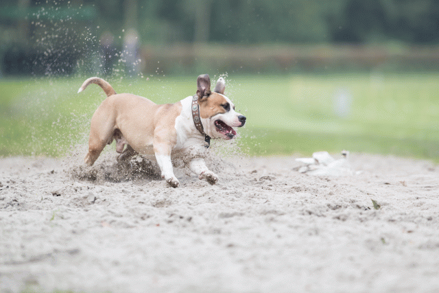 Bo4I7826 29932626933 O