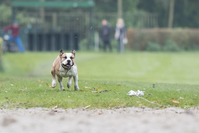 Bo4I7821 29932627283 O