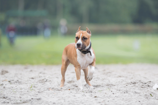 Bo4I7810 29932628423 O