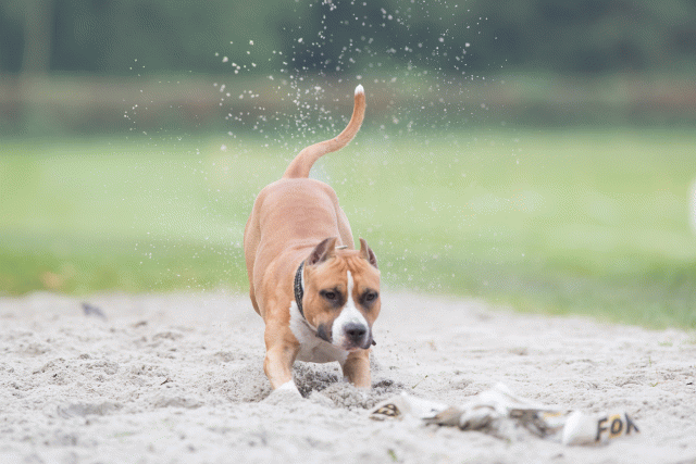 Bo4I7807 29932629123 O