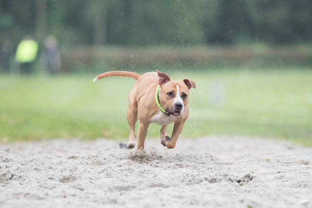 Bo4I7796 29932629623 O