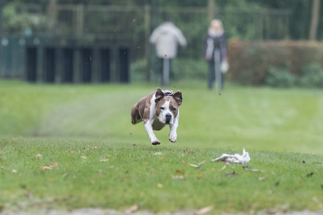 Bo4I7741 29932635573 O