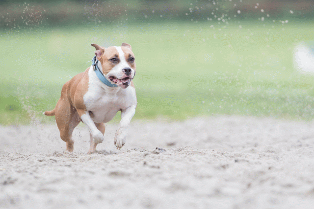 Bo4I7736 29932636143 O