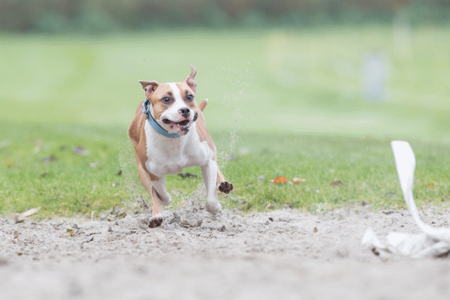 Bo4I7733 29932636663 O