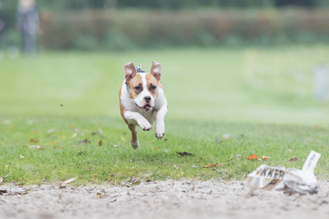 Bo4I7732 29932636993 O