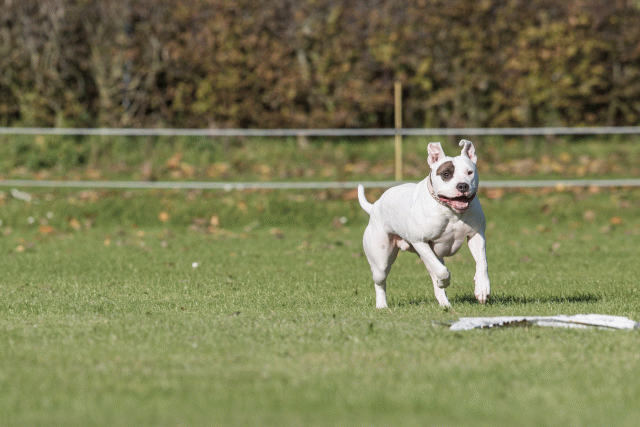 Bo4I8241 29934882194 O