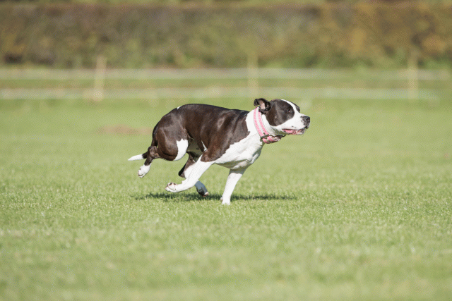 Bo4I8189 29934893884 O