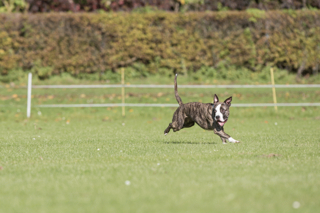 Bo4I8172 29934896514 O