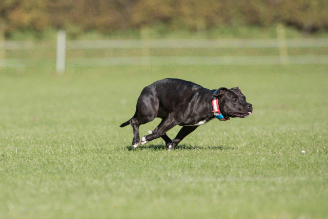 Bo4I8164 29934897564 O