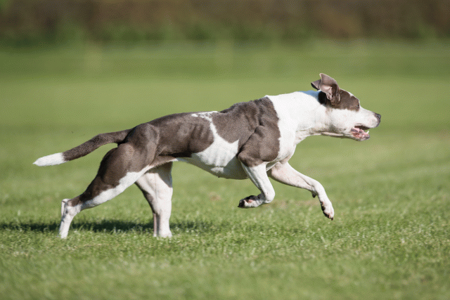 Bo4I8142 29934898544 O