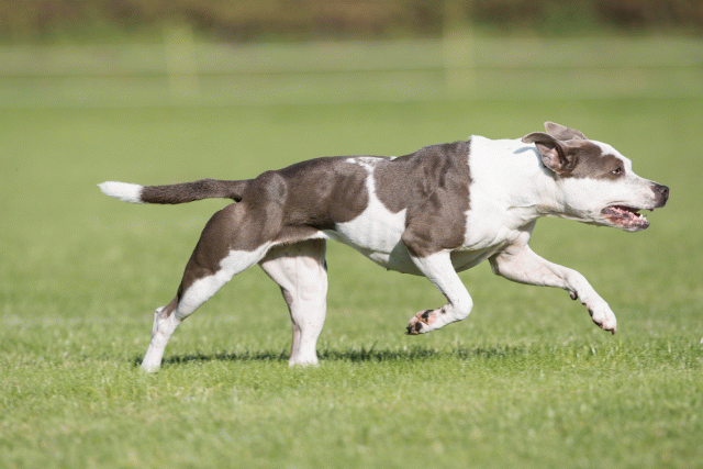 Bo4I8139 29934899354 O