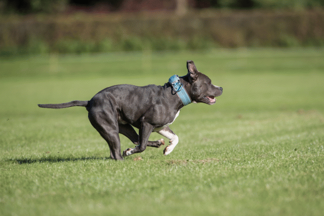 Bo4I8120 29934903734 O