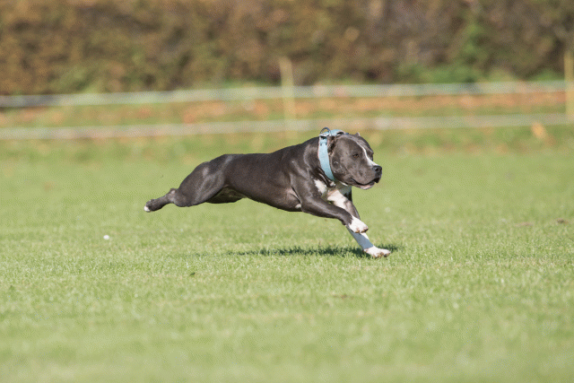 Bo4I8110 29934906174 O