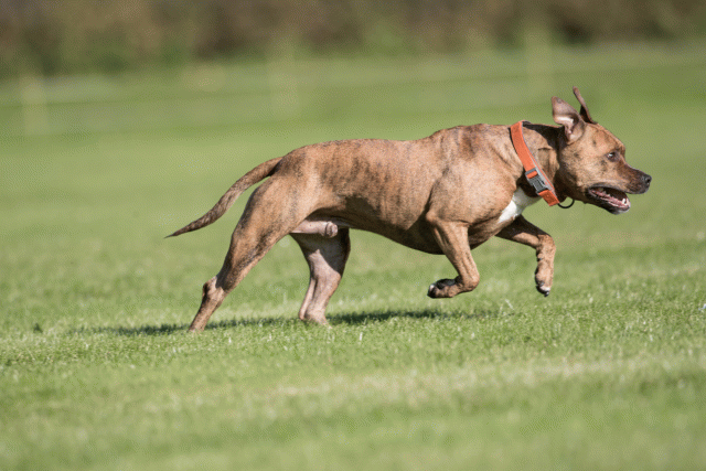 Bo4I8091 29934910274 O