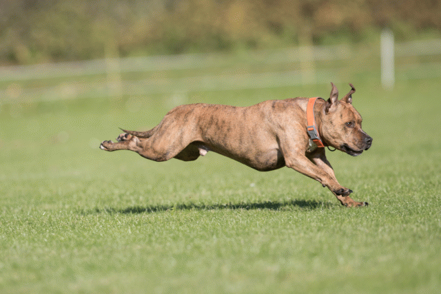 Bo4I8087 29934912694 O