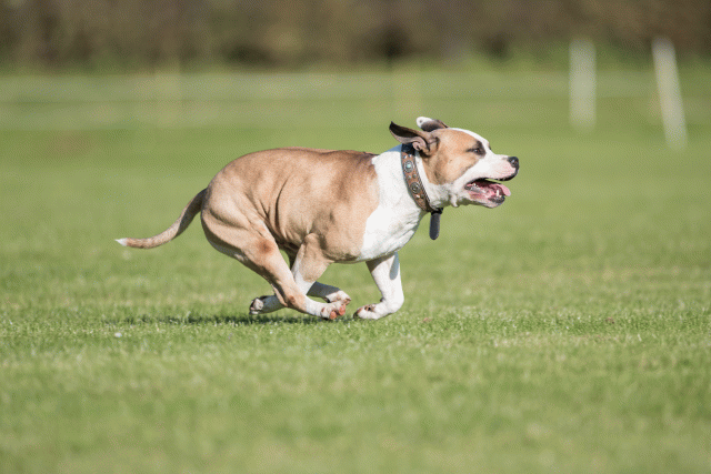 Bo4I8084 29934912834 O