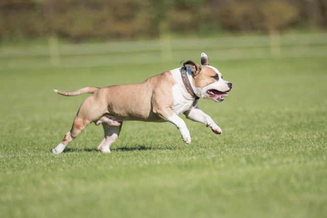 Bo4I8083 29934914724 O