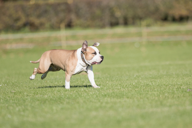 Bo4I8079 29934915574 O