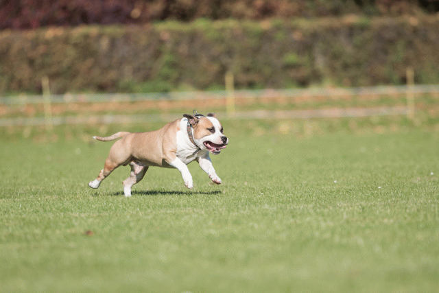 Bo4I8077 29934916334 O