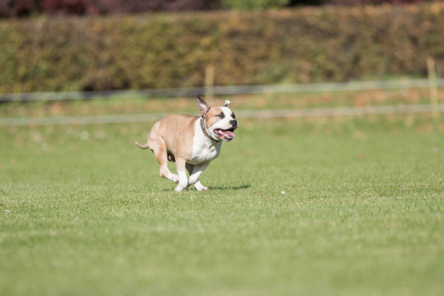 Bo4I8075 29934916884 O