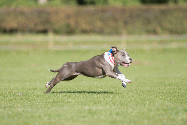 Bo4I8051 29934921294 O