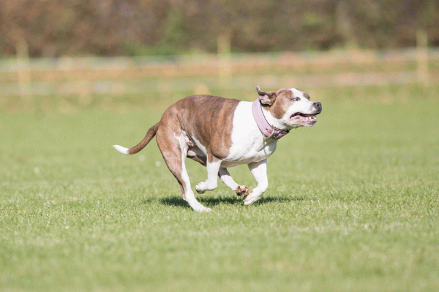 Bo4I8035 29934923764 O