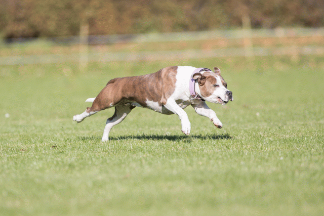 Bo4I8034 29934924034 O