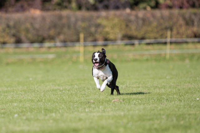 Bo4I8002 29934929344 O