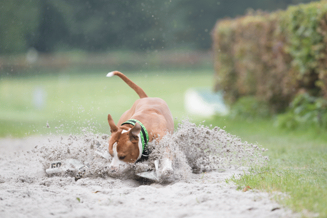 Bo4I7862 29934954234 O