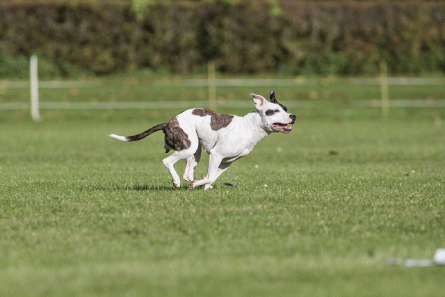 Bo4I8199 30267162750 O