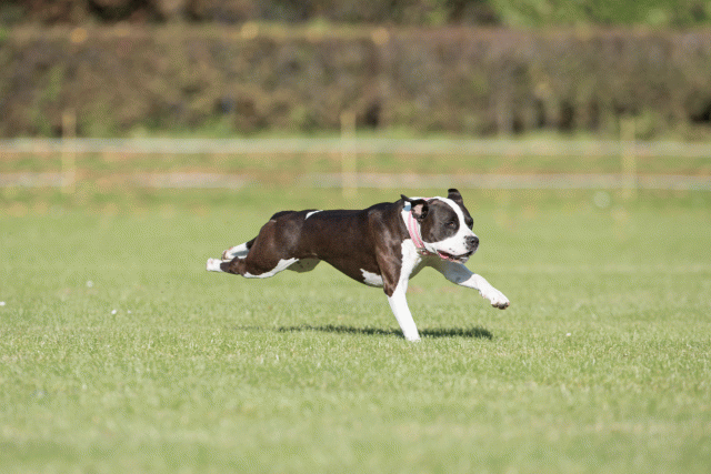 Bo4I8187 30267165870 O