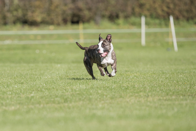 Bo4I8179 30267167000 O