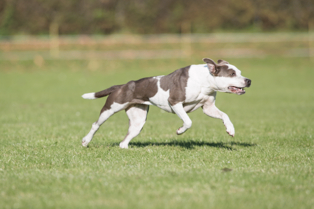 Bo4I8136 30267171120 O