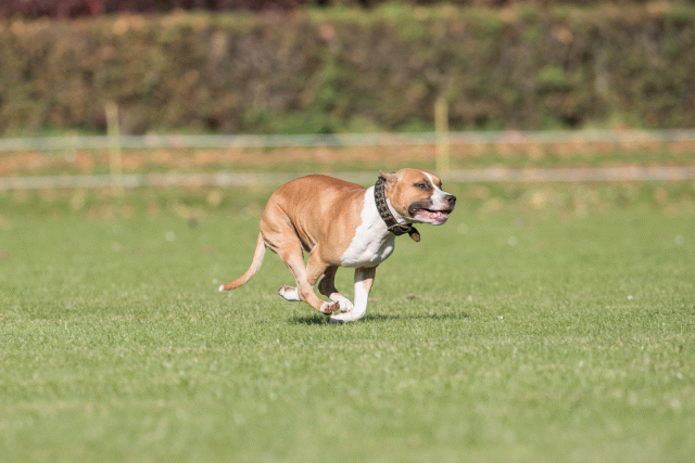 Bo4I8123 30267174160 O