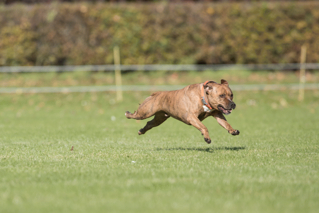 Bo4I8085 30267182000 O